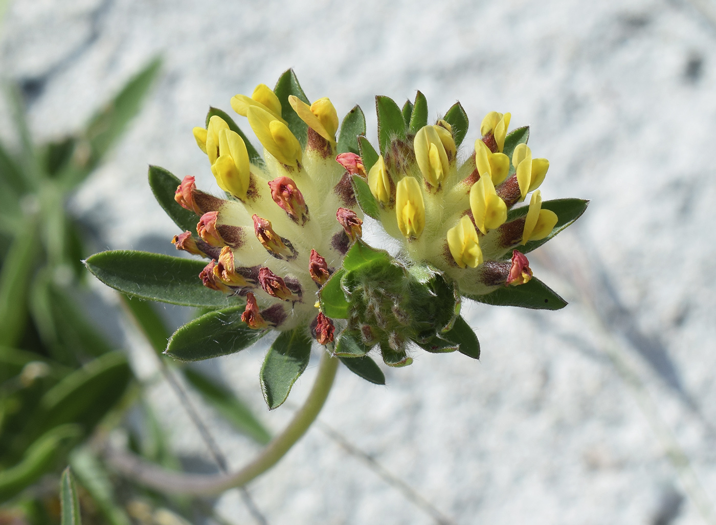 Image of Anthyllis vulneraria ssp. sampaioana specimen.