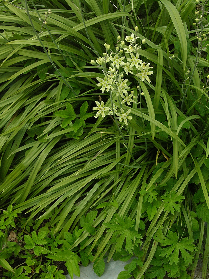 Image of Zigadenus elegans specimen.