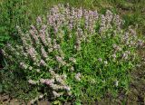 Thymus marschallianus