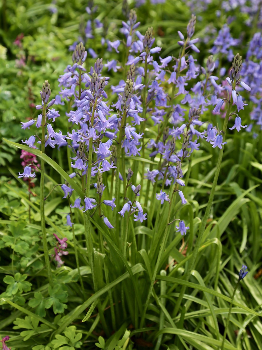 Изображение особи Hyacinthoides non-scripta.