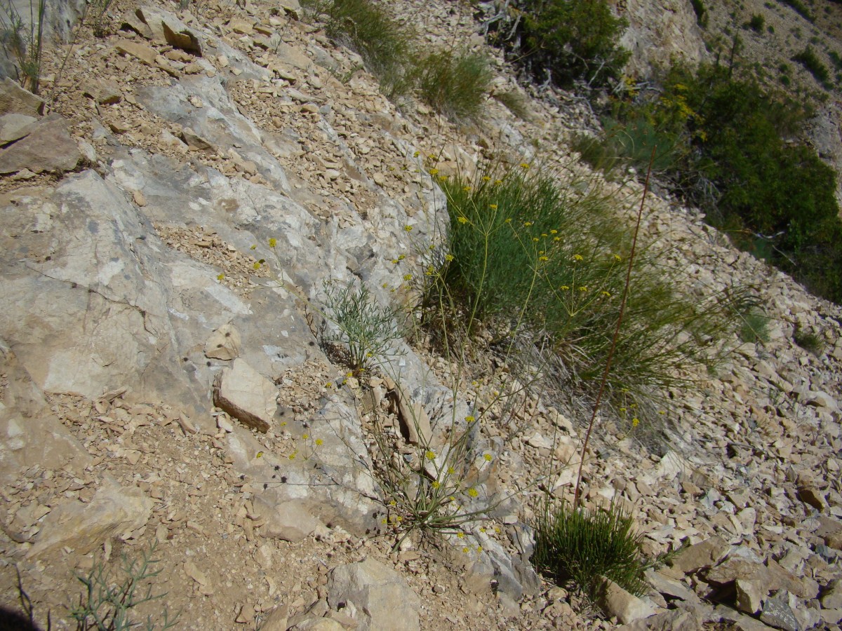 Image of Bupleurum ferganense specimen.