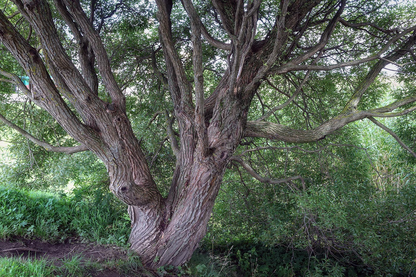 Image of Salix fragilis var. sphaerica specimen.