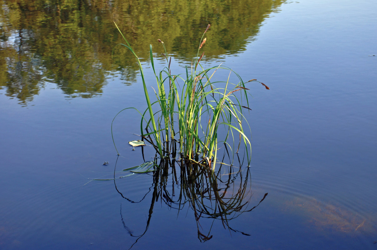 Изображение особи Carex acuta.