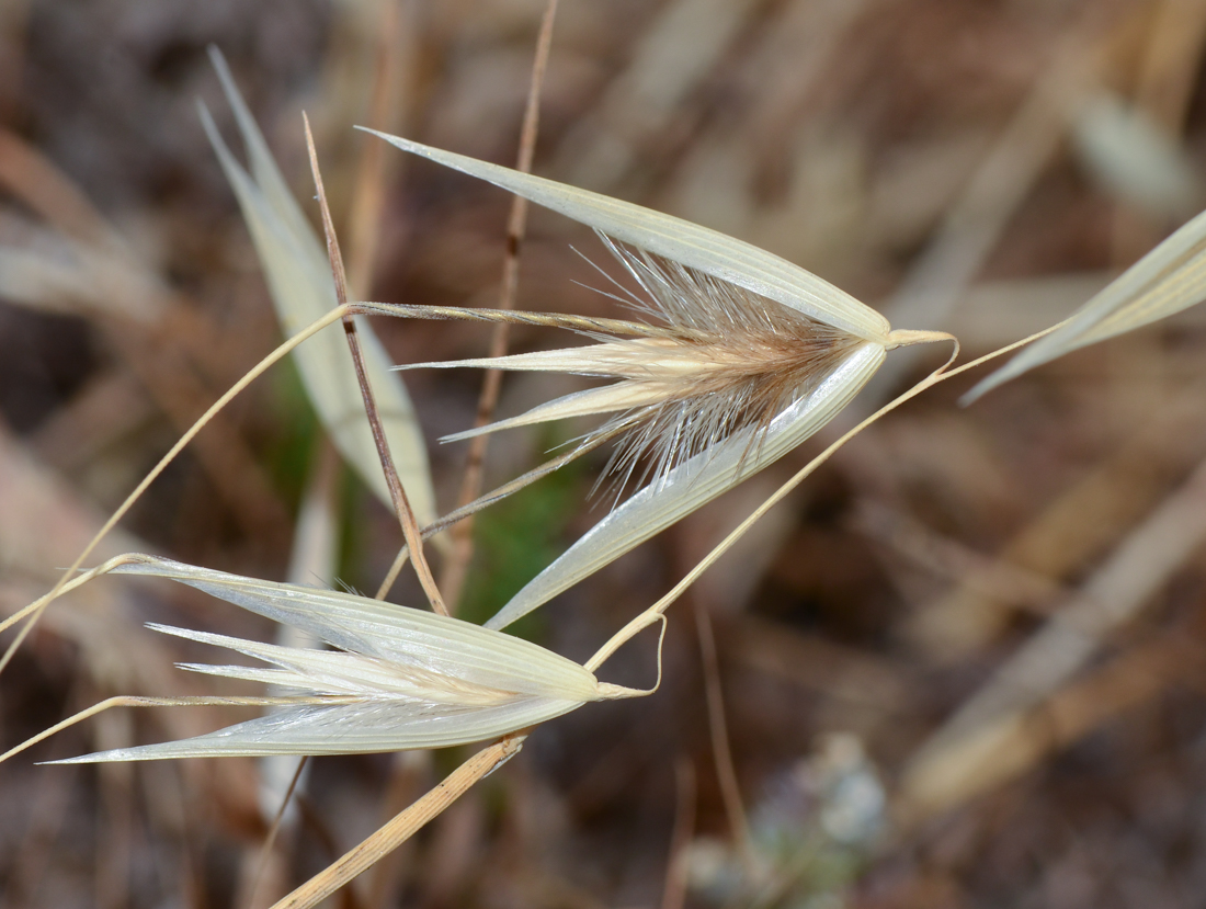 Image of Avena barbata specimen.