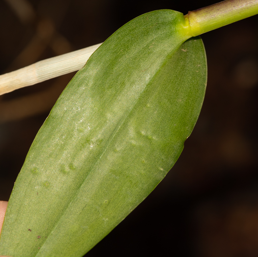 Image of genus Epidendrum specimen.