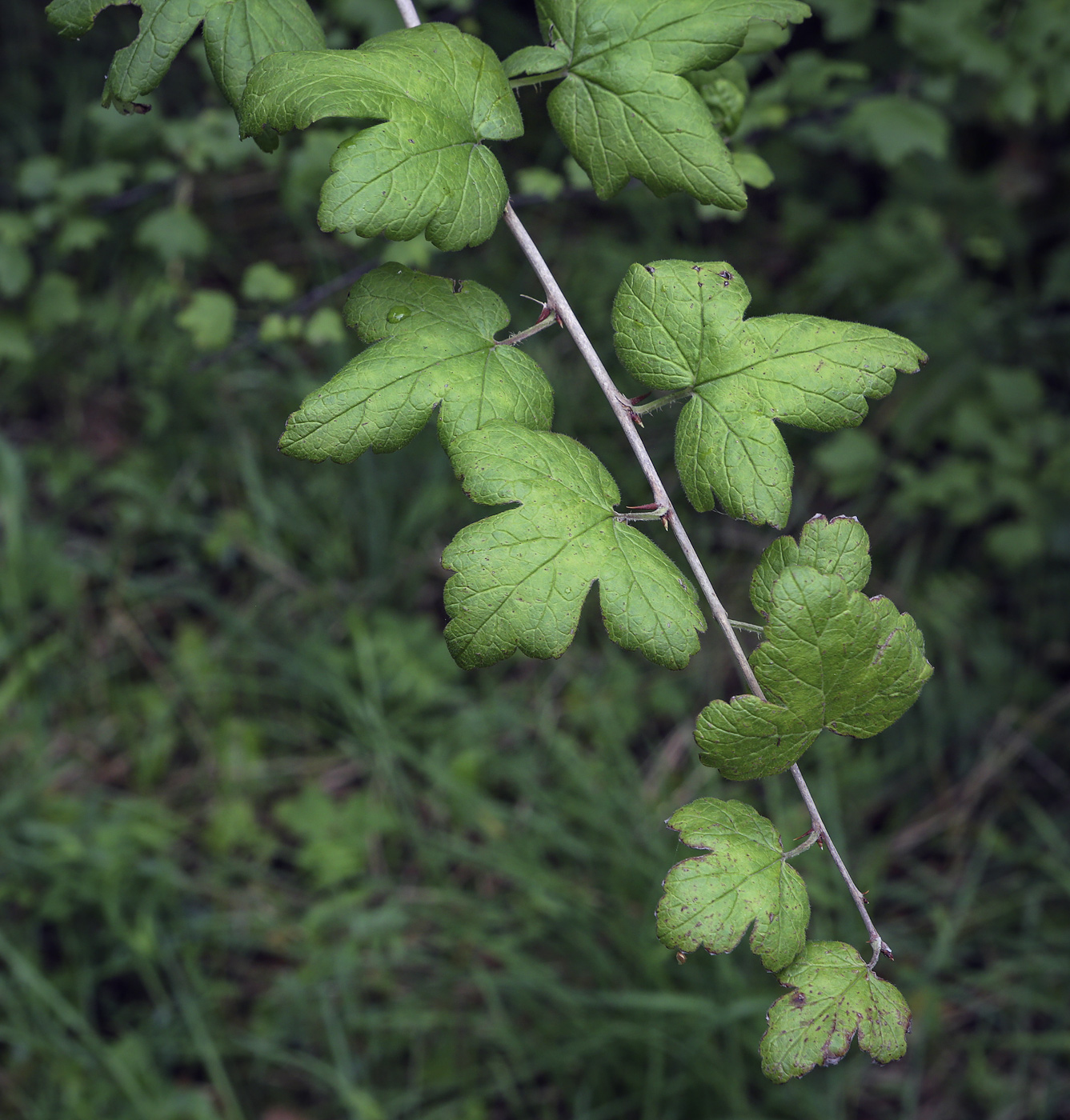 Image of genus Ribes specimen.