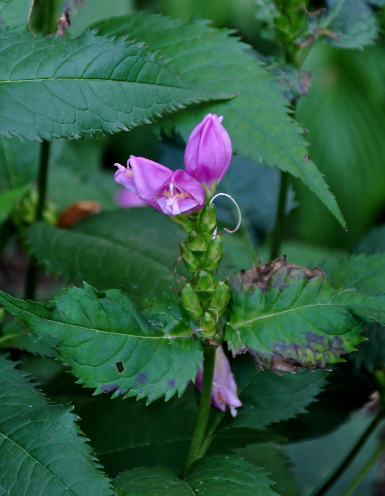 Изображение особи Chelone obliqua.