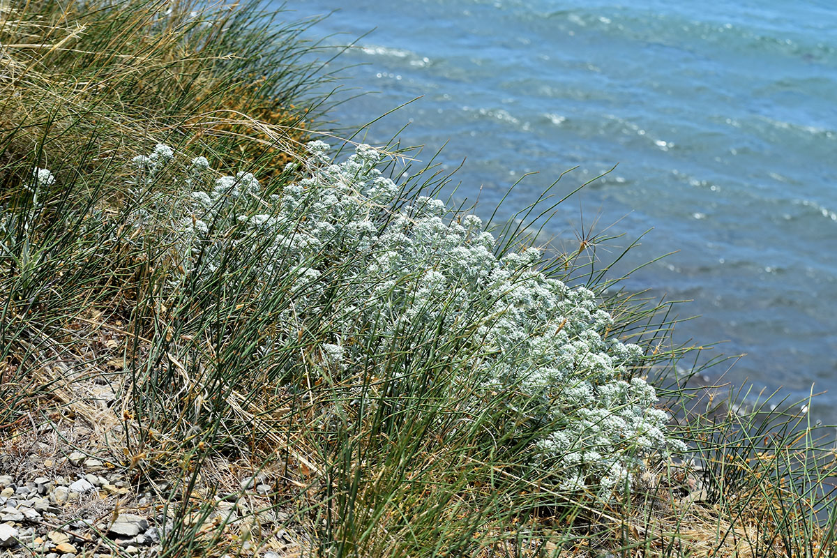 Изображение особи Teucrium capitatum.