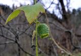 Echinocystis lobata. Часть побега с раскрывшимся плодом. Московская обл., гор. округ Солнечногорск, долина р. Горетовка, берег реки. 25.10.2020.