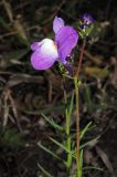 Linaria incarnata. Верхушка цветущего растения. Новосибирск. 07.10.2010.