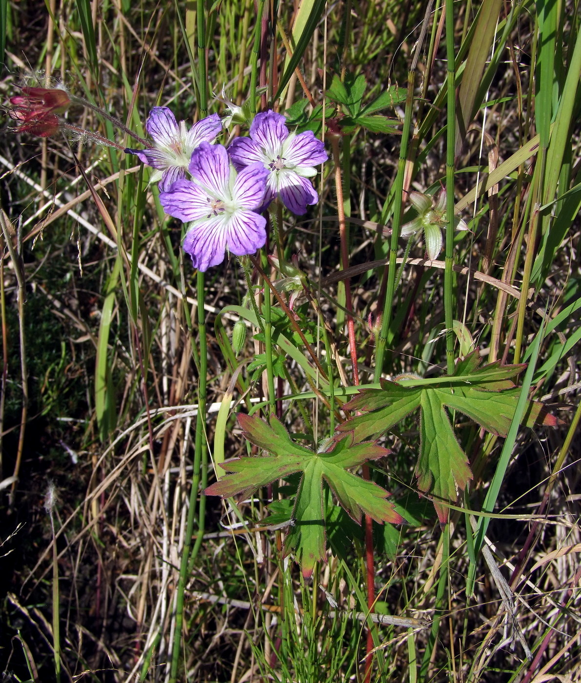 Изображение особи Geranium wlassovianum.