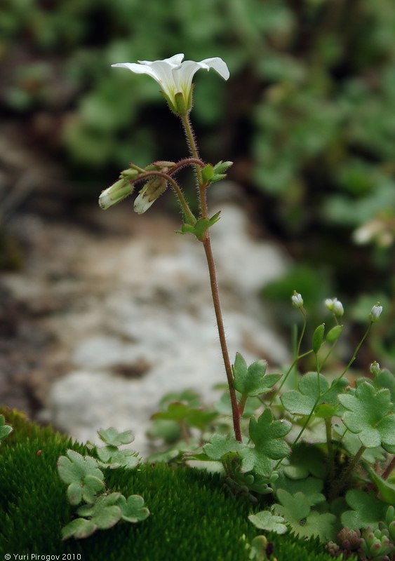 Image of Saxifraga sibirica specimen.