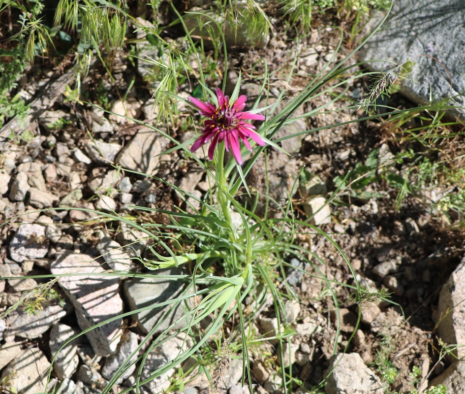 Изображение особи Tragopogon pterocarpus.