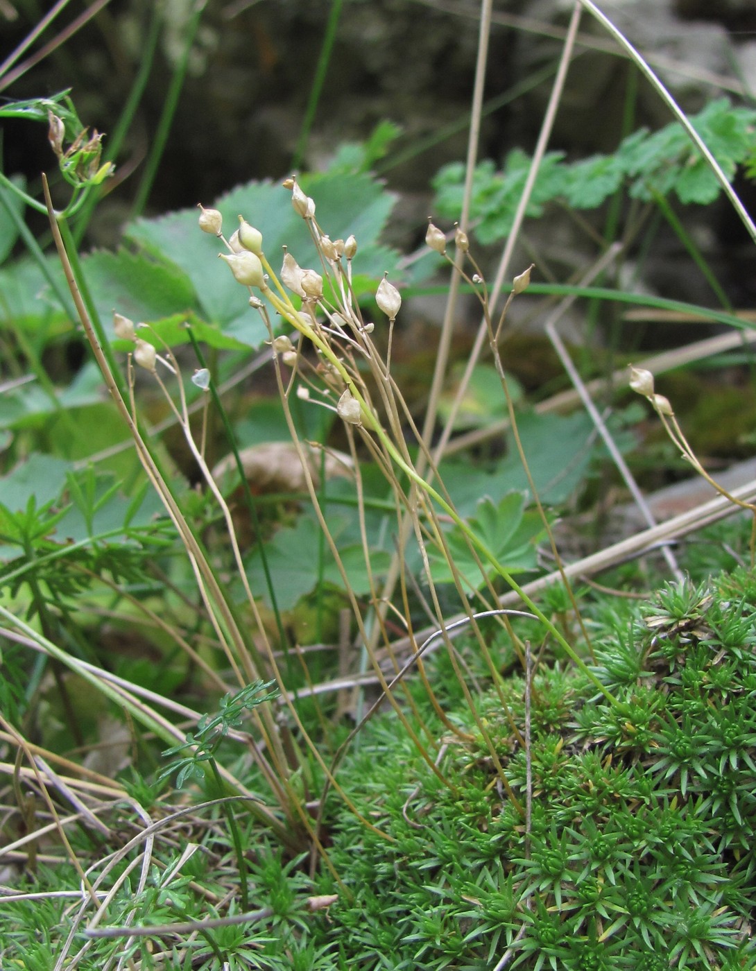 Image of Draba bruniifolia specimen.