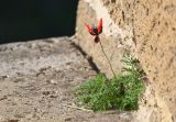 genus Papaver. Отцветающее растение. Дагестан, г. Дербент, трещина в стене крепости. 04.05.2022.