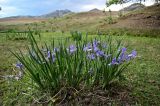 Iris biglumis. Цветущие растения. Хакасия, Аскизский р-н, долина р. Аскиз, пойменная терраса. 12.06.2022.