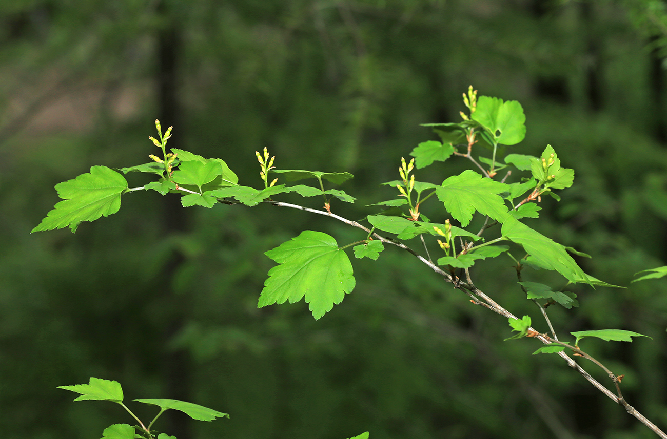 Image of Ribes komarovii specimen.