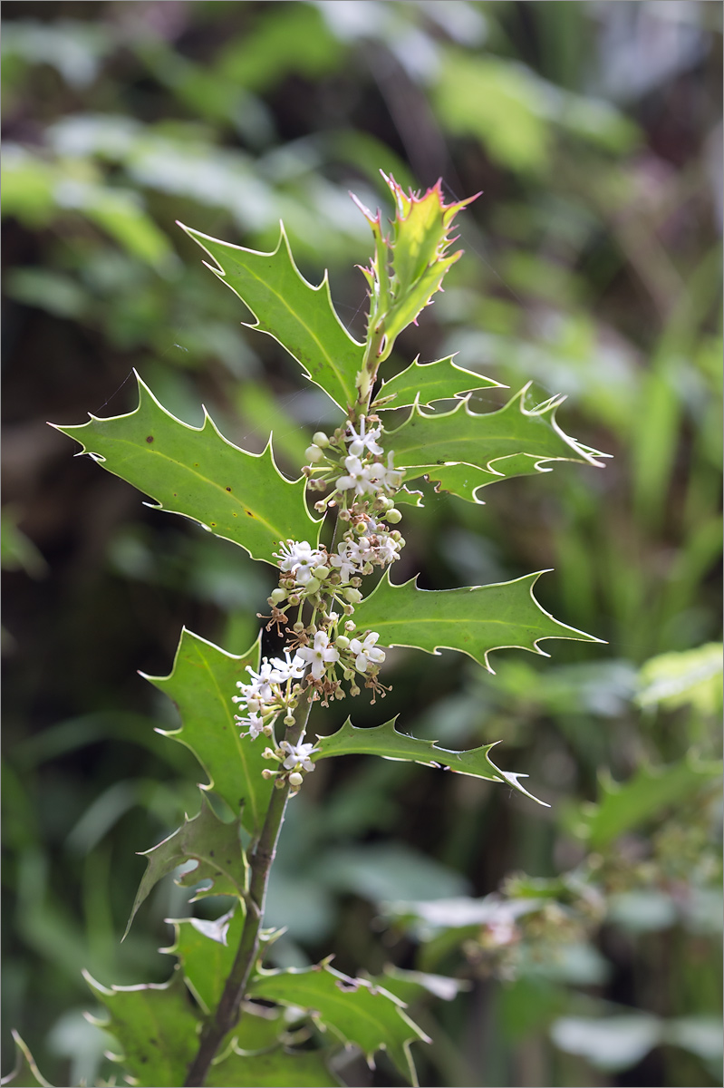 Image of Ilex colchica specimen.