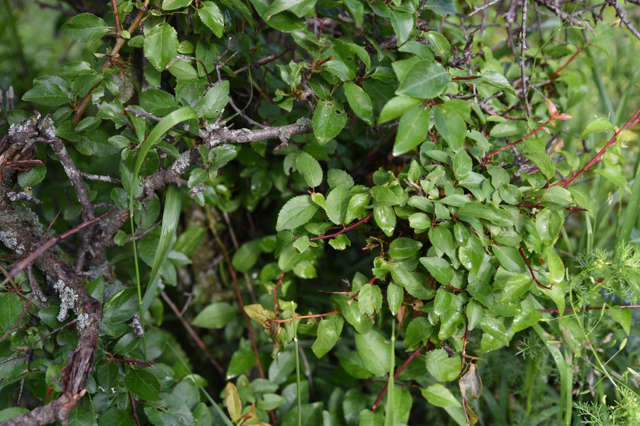 Image of Prunus cerasifera specimen.