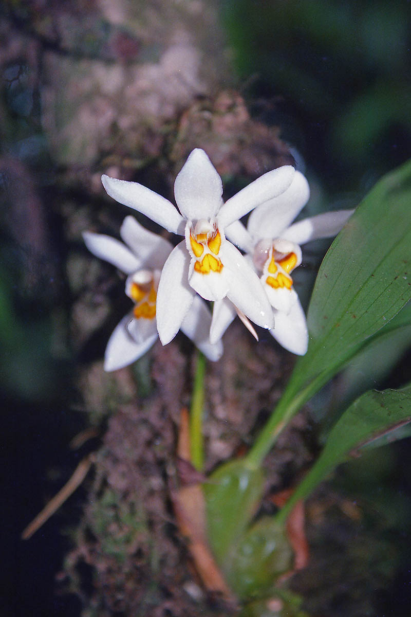 Изображение особи род Coelogyne.