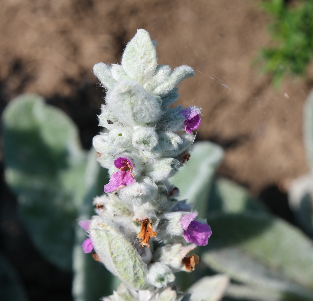 Image of Stachys byzantina specimen.