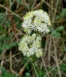 Thalictrum petaloideum