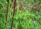 Cirsium obvallatum