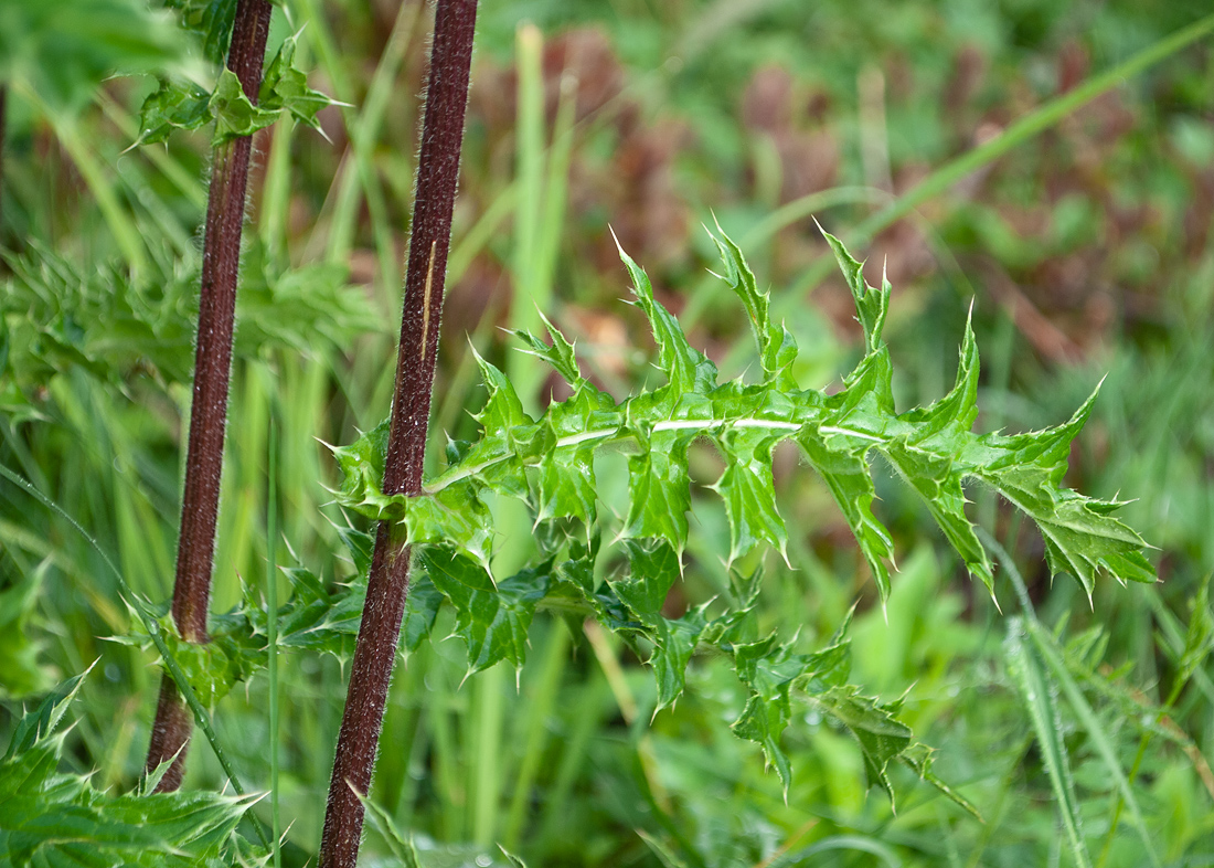 Изображение особи Cirsium obvallatum.