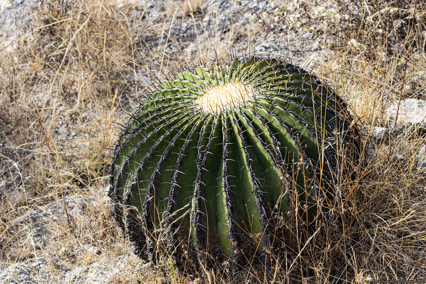 Image of Echinocactus platyacanthus specimen.