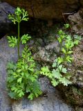 Anogramma leptophylla