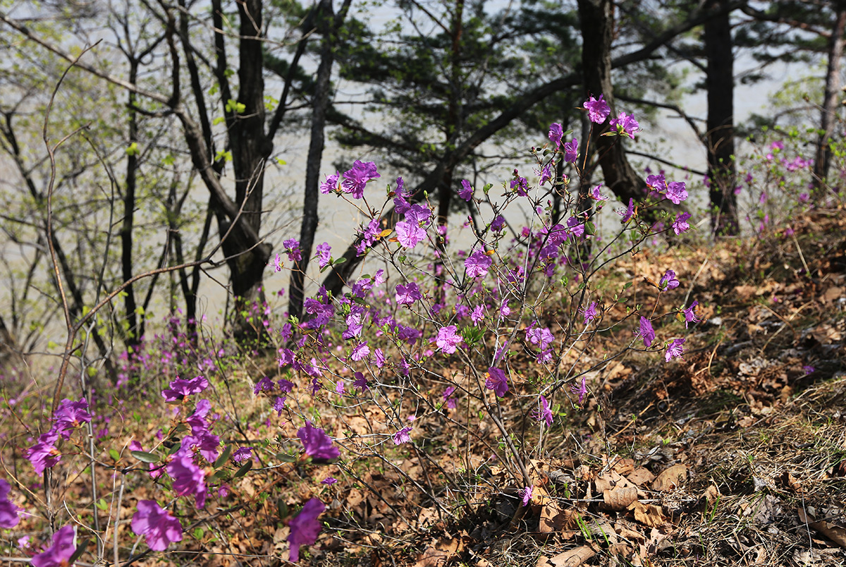 Изображение особи Rhododendron dauricum.