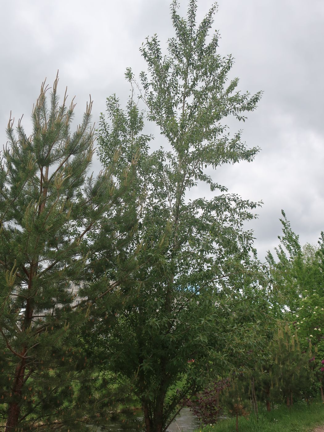 Image of genus Populus specimen.