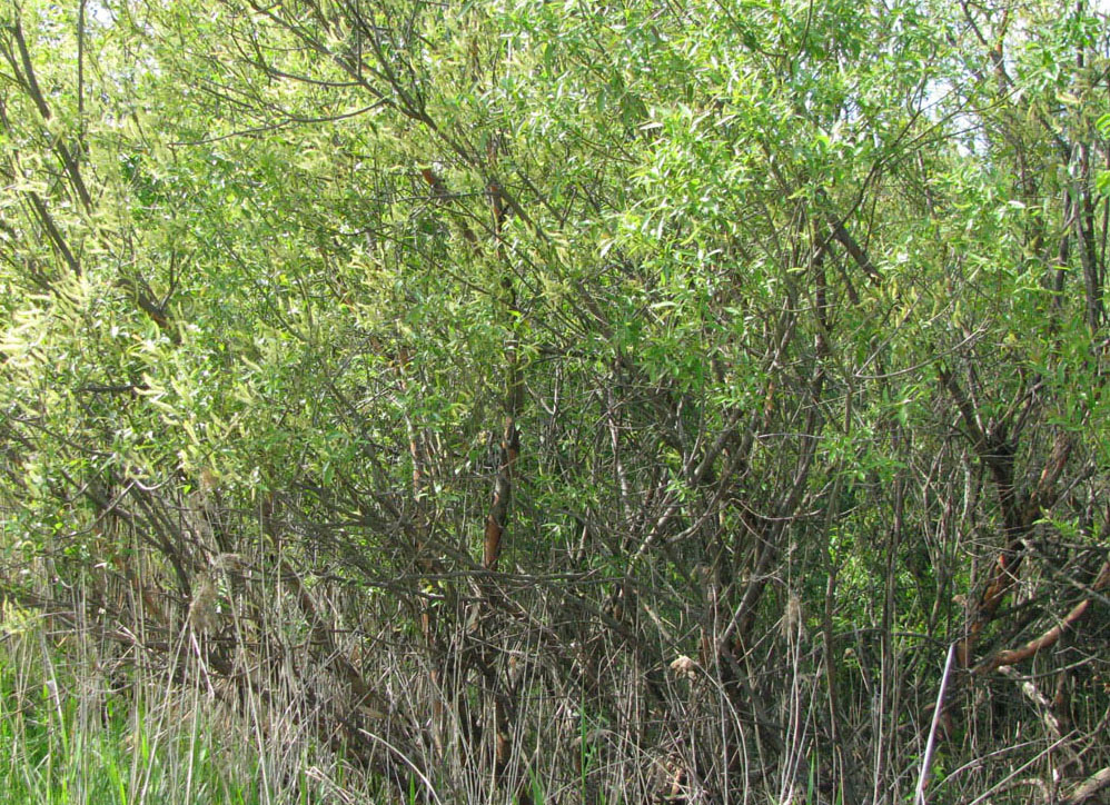 Image of Salix triandra specimen.