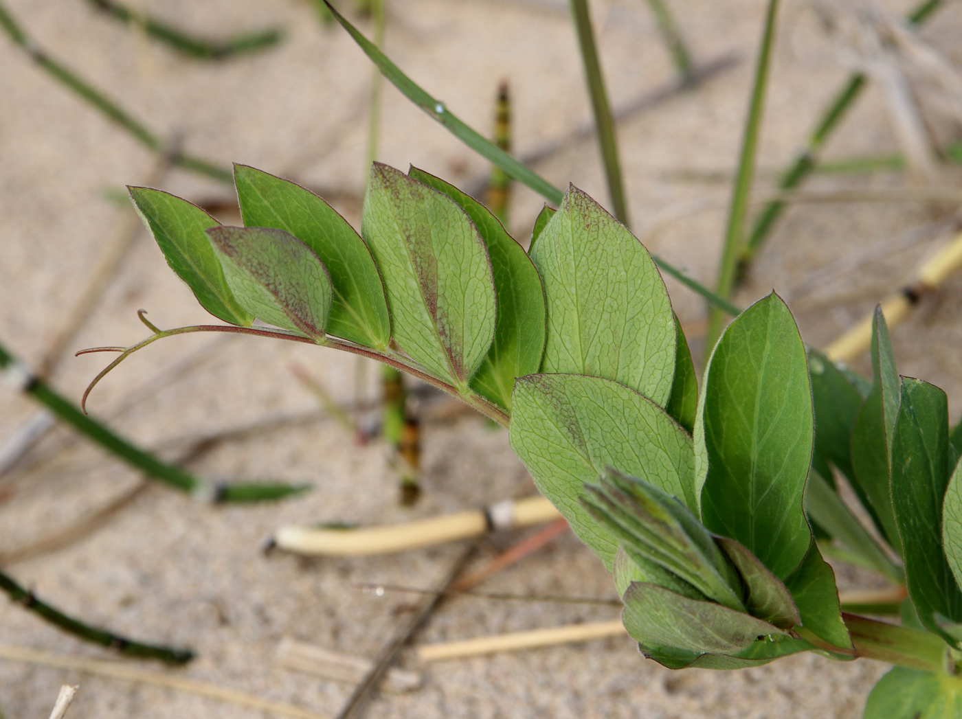 Image of Lathyrus japonicus ssp. pubescens specimen.