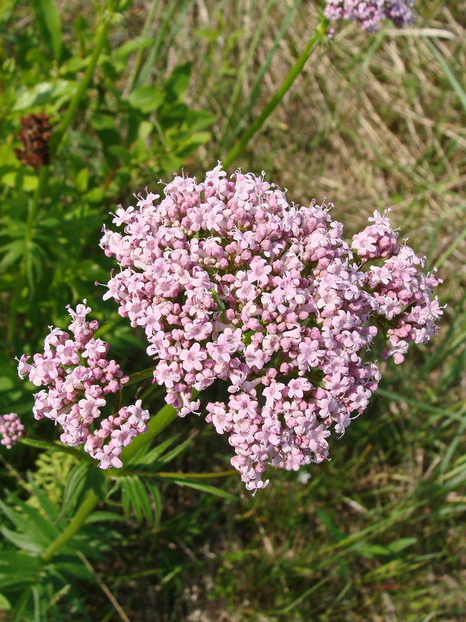 Изображение особи Valeriana amurensis.