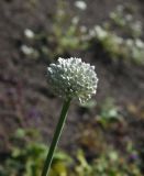 genus Allium. Соцветие с бутонами. Чечня, Шаройский р-н, окр. с. Шикарой. 8 августа 2023 г.