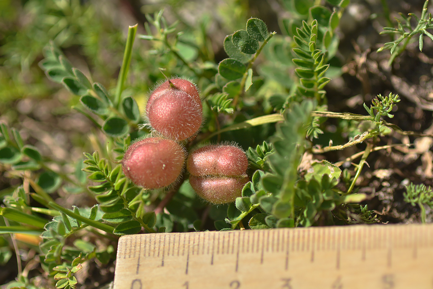 Image of Astragalus oreades specimen.