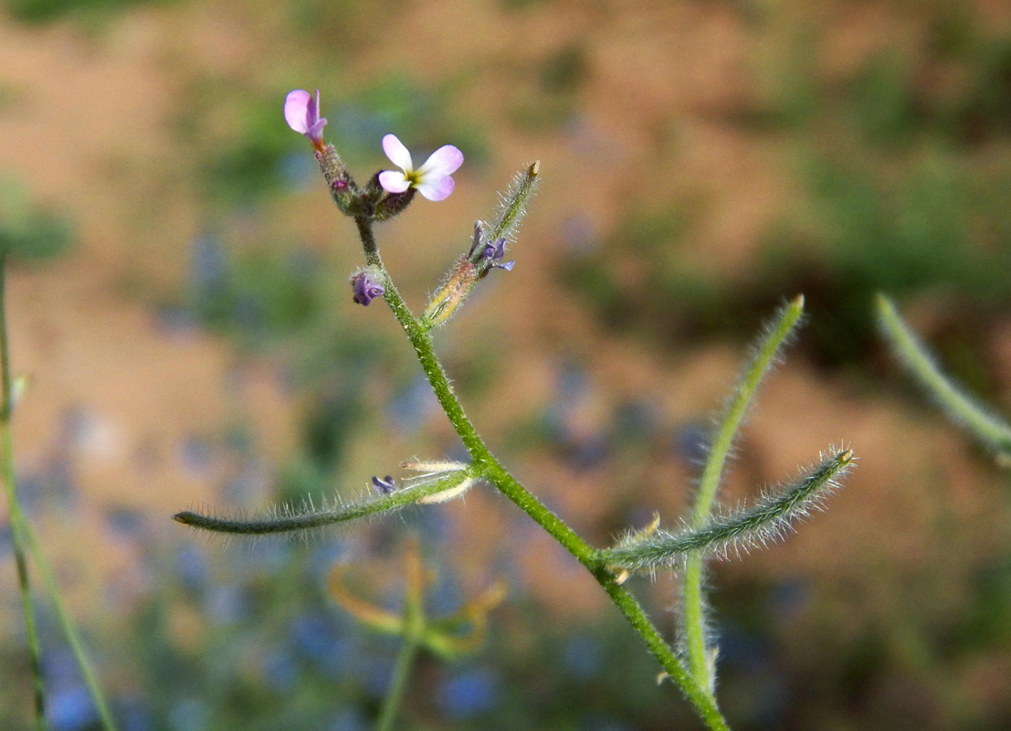 Изображение особи Strigosella africana.