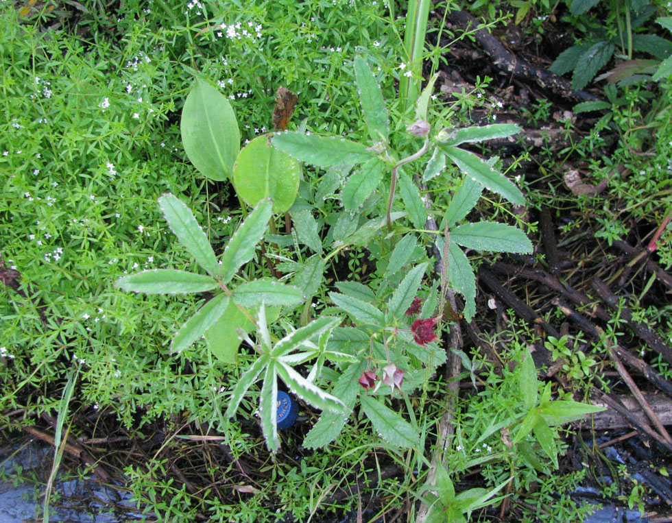 Image of Comarum palustre specimen.