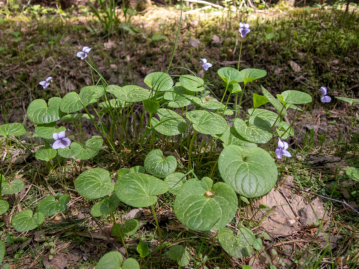 Image of Viola palustris specimen.