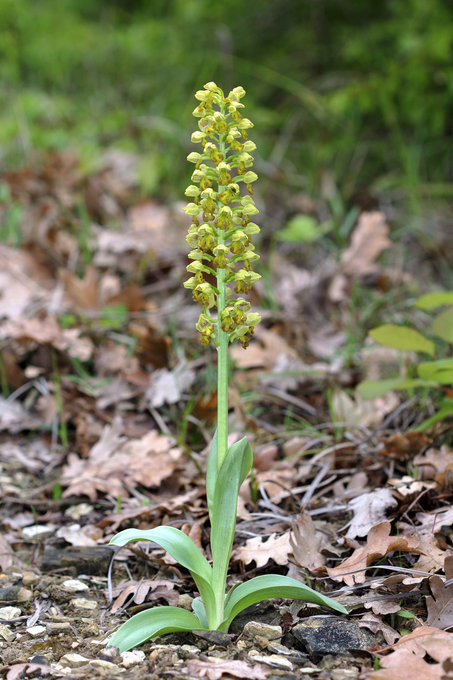 Image of Orchis punctulata specimen.