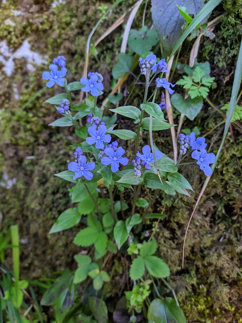 Image of Omphalodes cappadocica specimen.