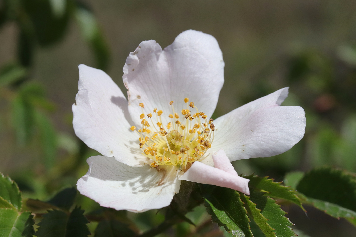 Изображение особи Rosa agrestis.