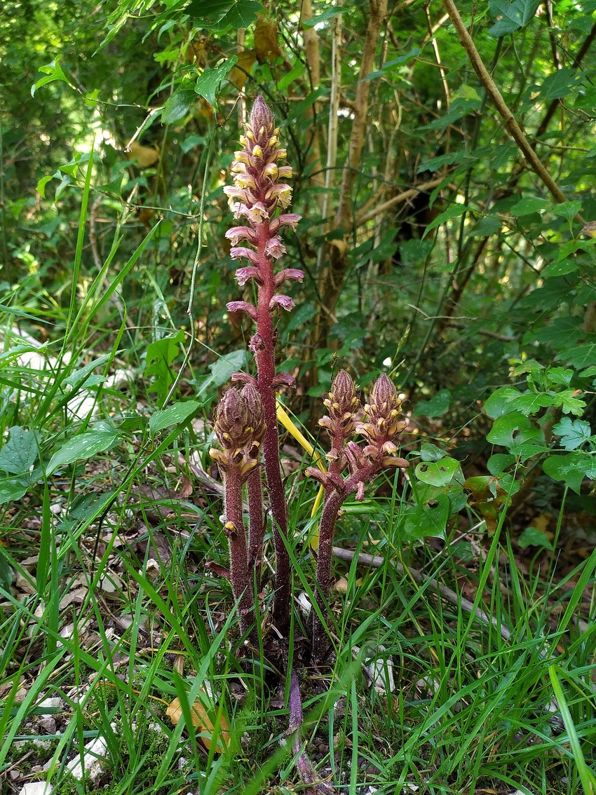 Image of Orobanche hederae specimen.