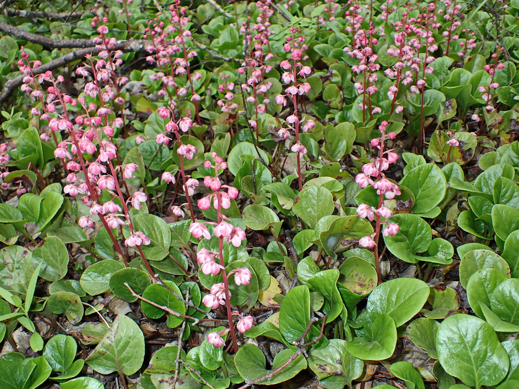 Image of Pyrola incarnata specimen.