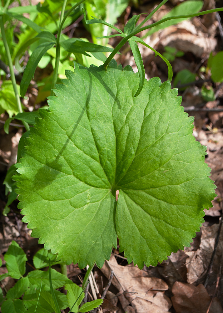 Image of Ranunculus cassubicus specimen.