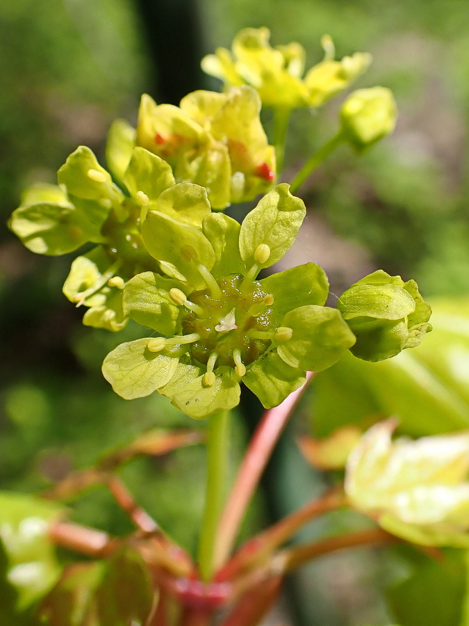 Image of Acer mono specimen.