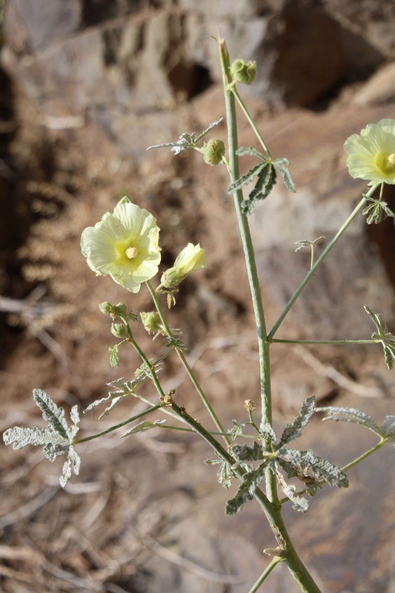 Изображение особи Alcea flavovirens.