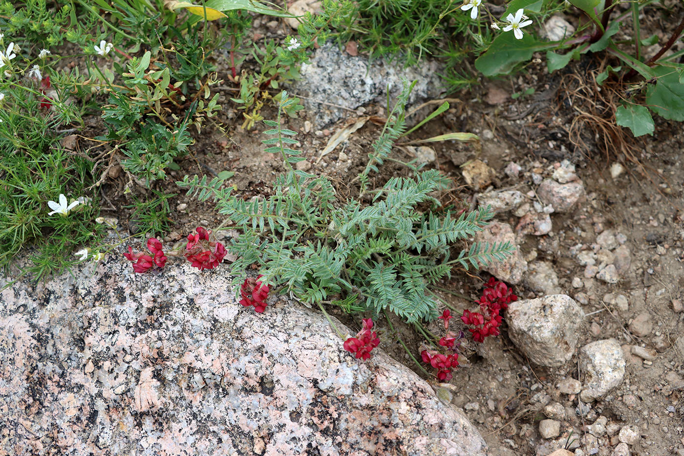 Image of Oxytropis anaulgensis specimen.