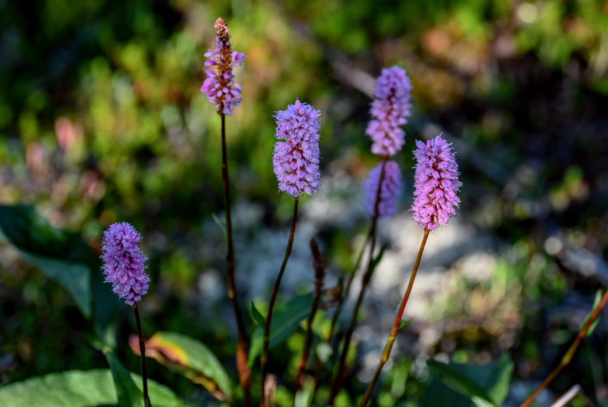 Изображение особи Bistorta officinalis.